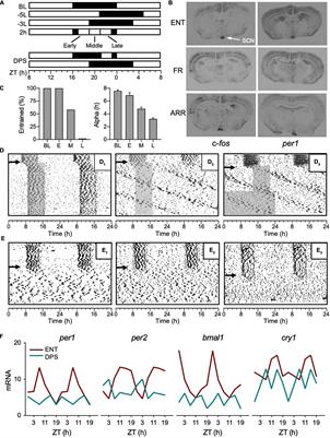 Suppression of Circadian Timing and Its Impact on the Hippocampus